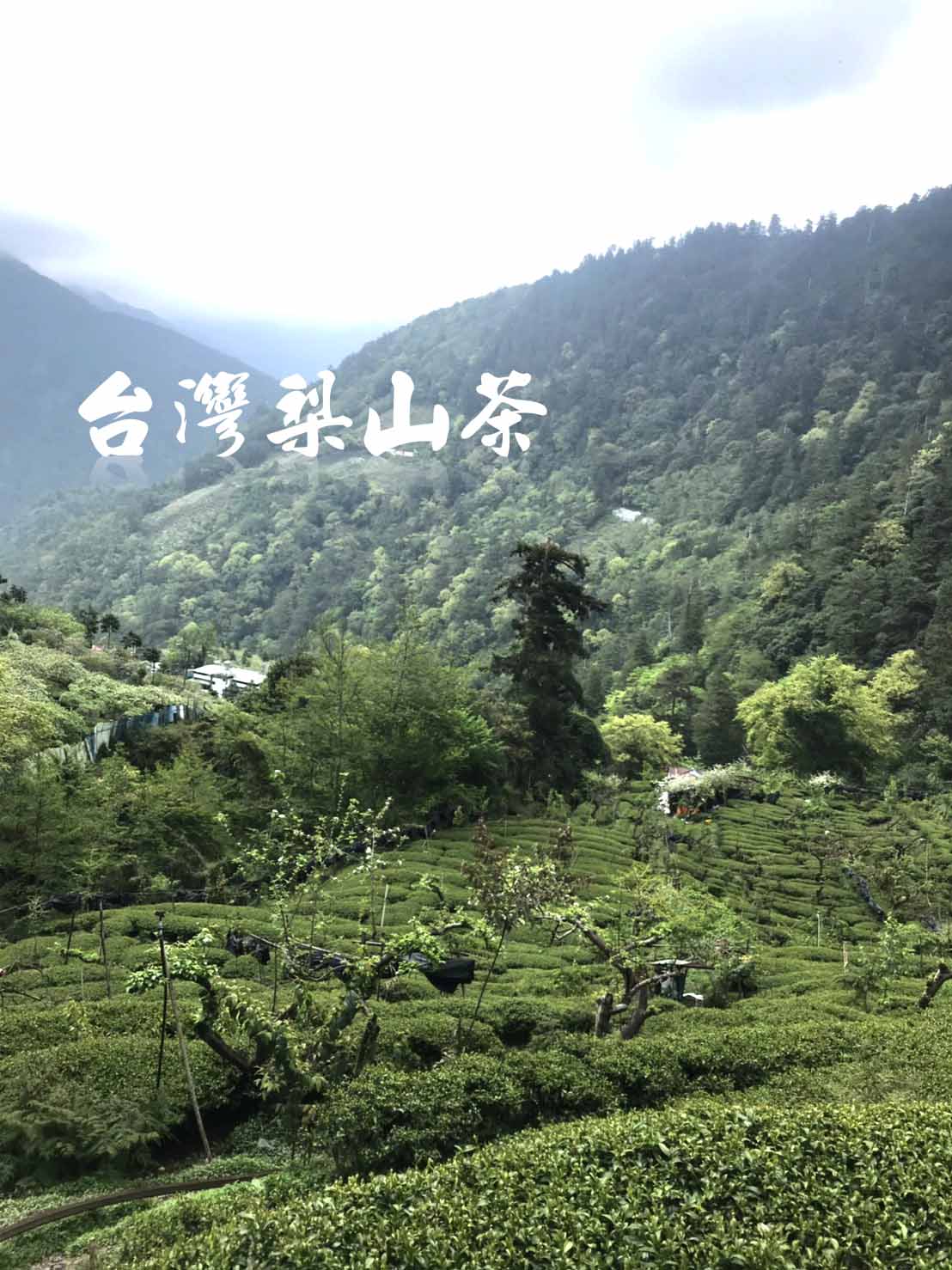 台灣梨山茶,梨山新佳陽青心烏龍茶,福壽山青心烏龍茶,大禹嶺最高點青心烏龍茶,台灣高山茶批發產地直銷,歡迎詢價